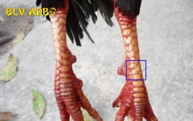 Vảy giáp thới phòng đao